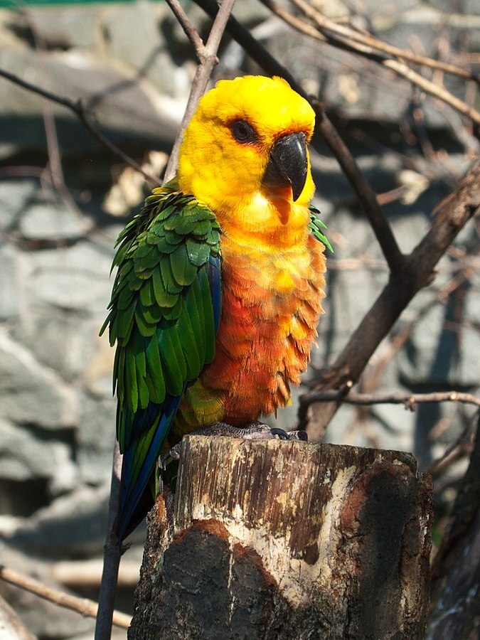 Essa ave da família dos Psittacidae também é chamada de Perequitão Nordestino. Mede 30 cm de comprimento e pesa cerca de 130 g. Bela, tem a cabeça e partes inferiores laranja, manto verde e peito avermelhado.  Reprodução: Flipar