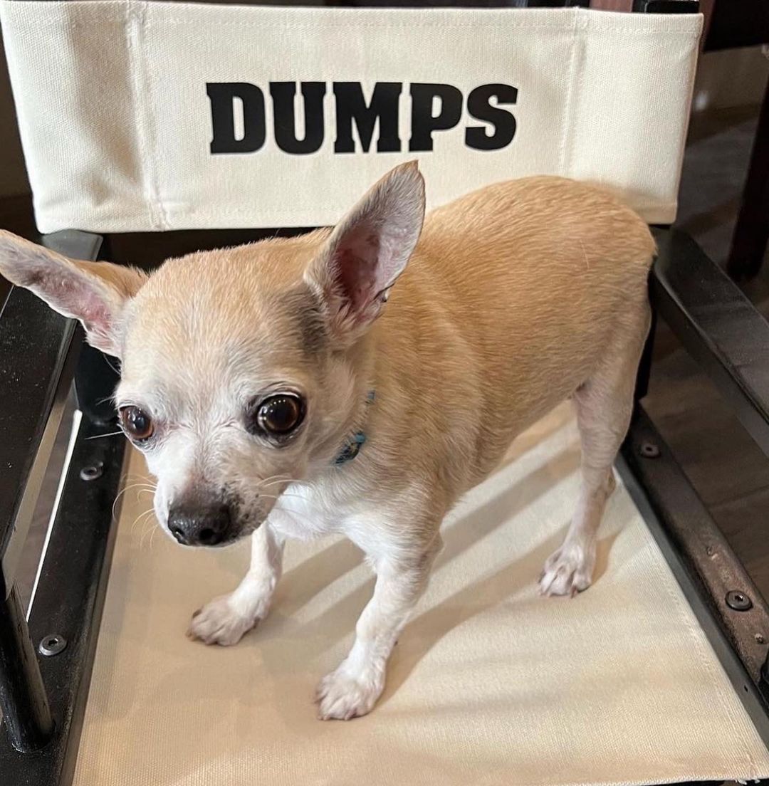 Kaley Cuoco presta homenagem de despedida a Dump, seu cachorrinho de estimação. Foto: Reprodução/Instagram
