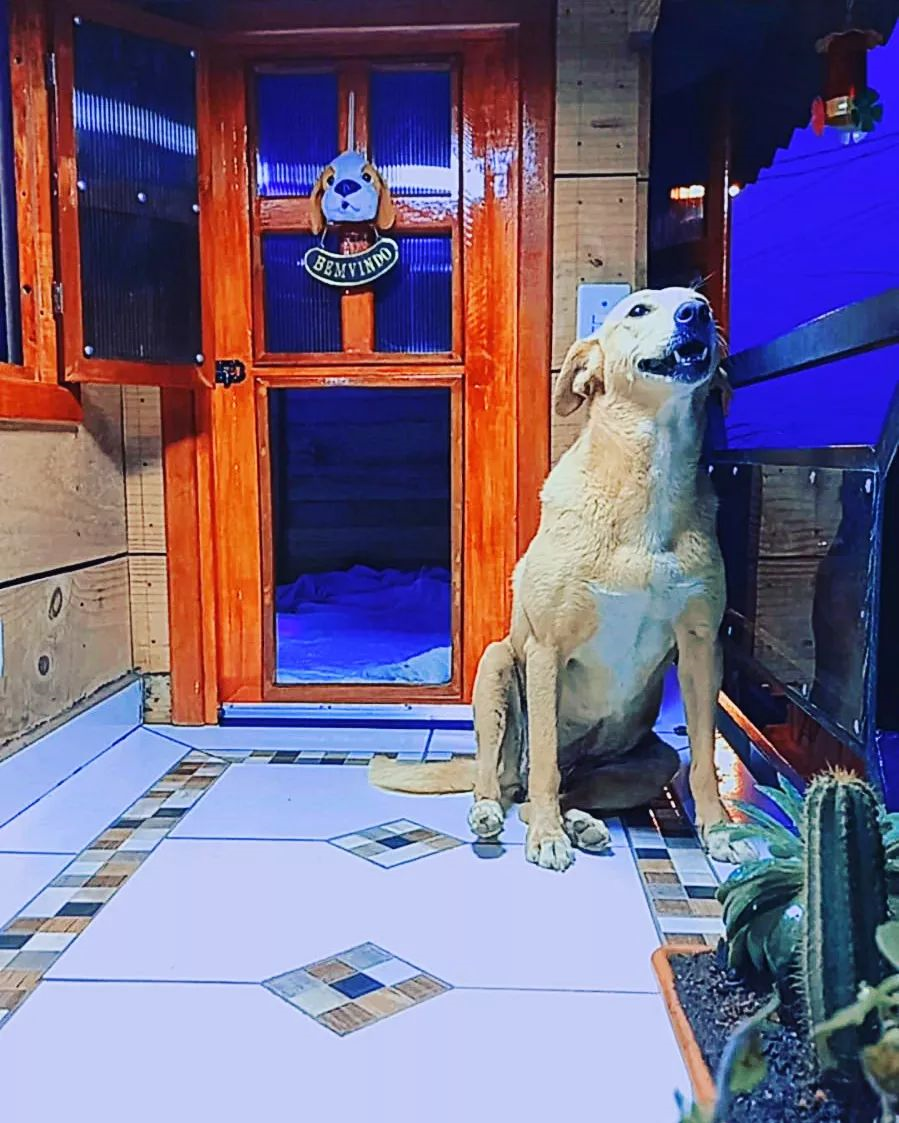 Um dos moradores da mansão canina Reprodução/Instagram