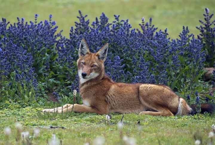 Um lobo Äthiopischer no Parque Nacional das Montanhas Bale, nas terras altas da Etiópia. Reprodução: Flipar