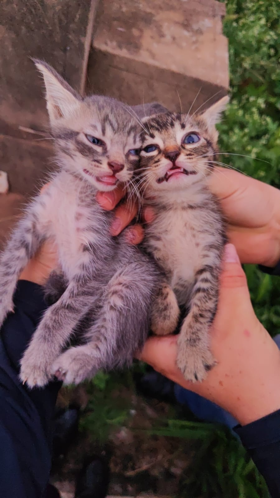 Gatos filhotes resgatados que ficaram em lar temporário com Aline 