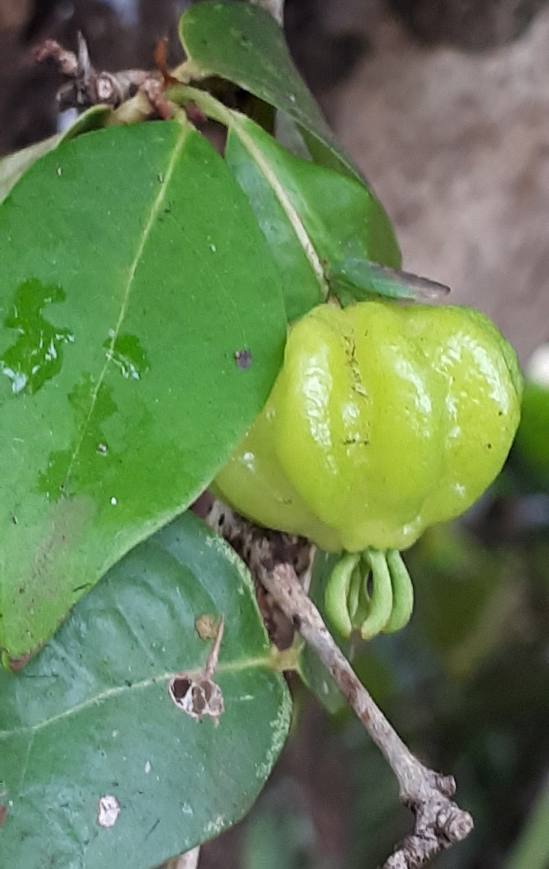 A fruta ainda tem propriedades diuréticas, aumentando a eliminação e reduzindo a retenção de líquidos, podendo ser usada para ajudar a reduzir o inchaço em todo o corpo. Reprodução: Flipar