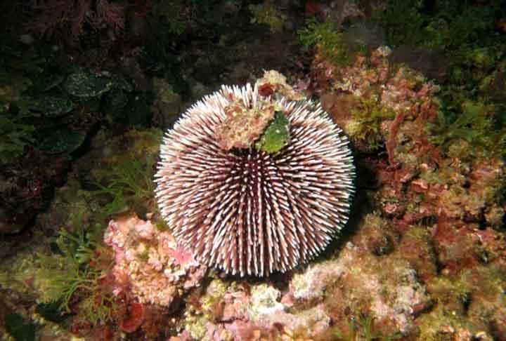 O ouriço-do-mar vermelho tem cerca de 20 centímetros de diâmetro e tem espinhos de até 8 cm. É o maior ouriço-do-mar existente. Ele se alimenta principalmente de algas e pode ser particularmente voraz. Além disso, pode chegar a 200 anos de vida. Reprodução: Flipar