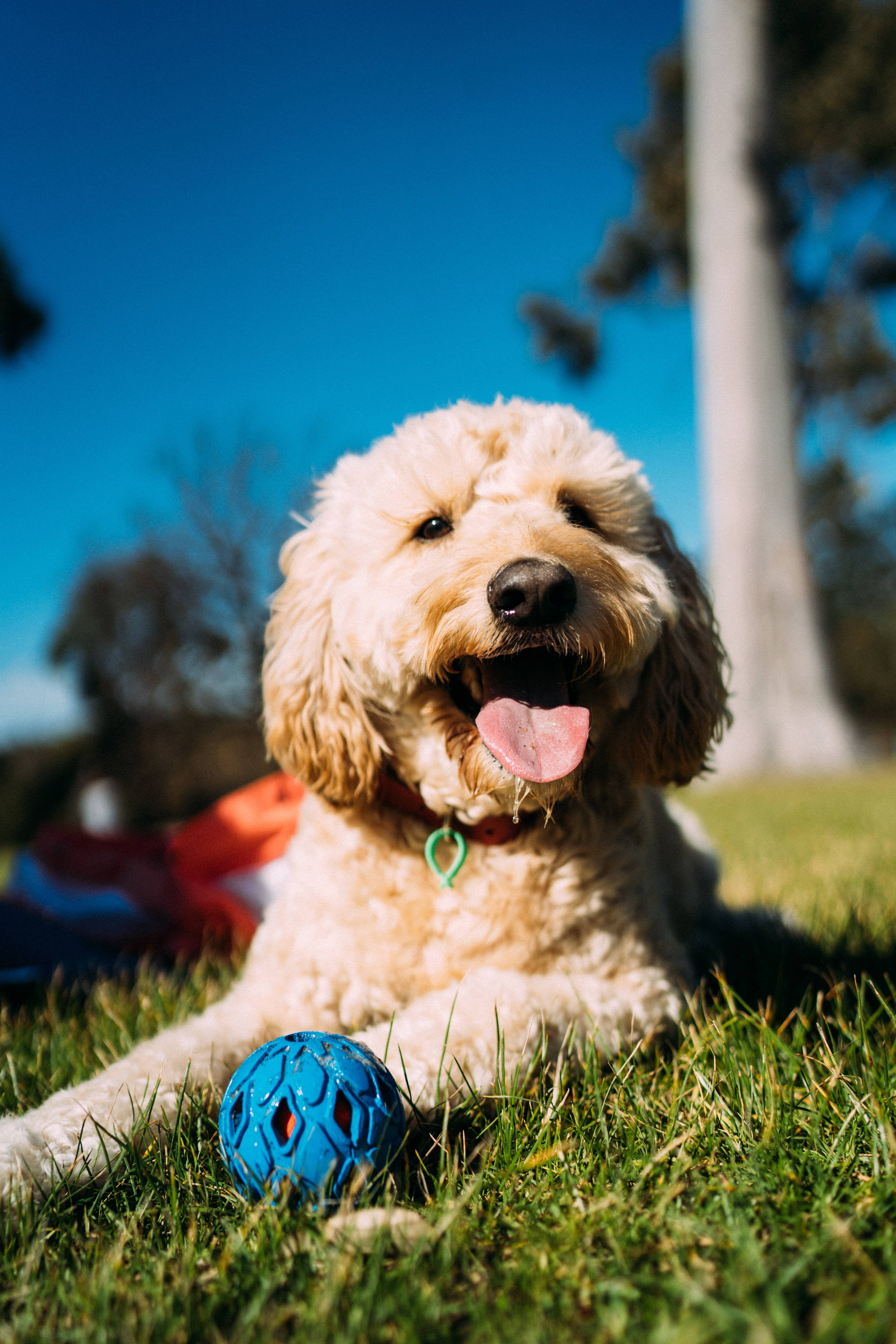 É fundamental investir no enriquecimento ambiental para o bem-estar do pet. Disponibilizar brinquedos interativos em áreas onde ele possa explorar e descobrir coisas novas cria um ambiente acolhedor para os cães. Além de satisfazer suas necessidades físicas, esse estímulo mantém suas mentes ativas, minimizando problemas como o tédio e o estresse.  Jay Wennington/Unsplash