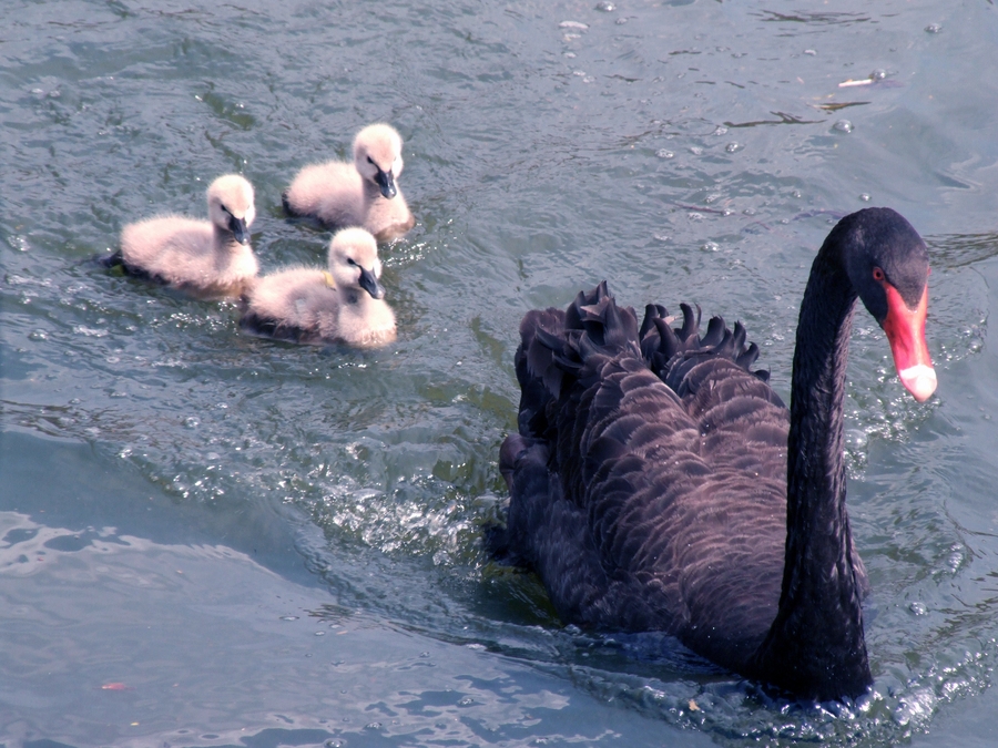 O cisne-negro é uma ave aquática australiana, também pertencente à família Anatidae, a mesma dos patos, gansos, e demais cisnes e pode pesar até 9 kg. Reprodução: Flipar