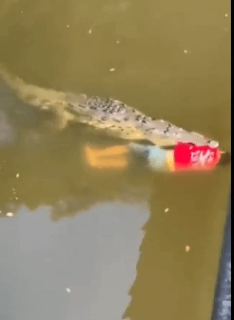 Imagens chocantes mostram o corpo do atleta preso à boca do crocodilo ao longo do rio. 
