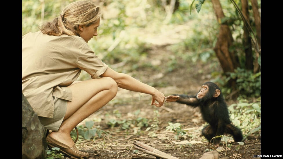 Uma foto tocante feita em 1964 mostrando a primatologista Jane Goodall e um filhote de chimpanzé chamado Flint em uma reserva da Tanzânia
 Hugo Van Lawick