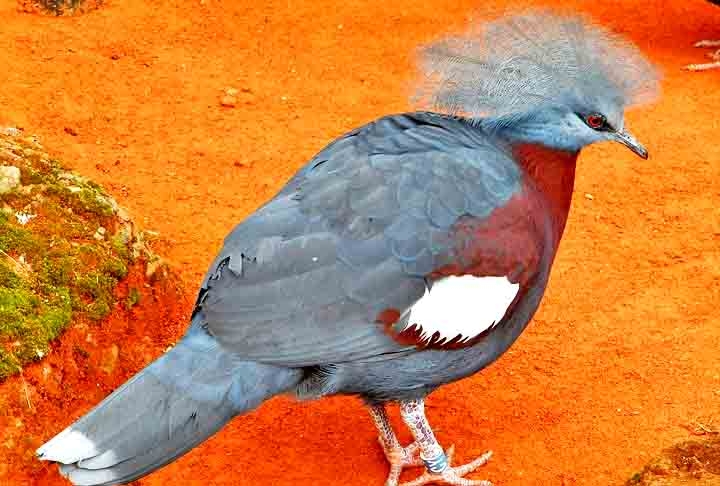 Pomba-Goura- Conhecida como a maior pomba do mundo, chega a 75 cm e é nativa da Nova Guiné. A espécie é monogâmica, forma pares vitalícios e ambos os pais cuidam dos filhotes. Destaca-se pela plumagem azul-cinzenta, crista em leque na cabeça e olhos vermelhos circundados por uma faixa azul-escura. Reprodução: Flipar