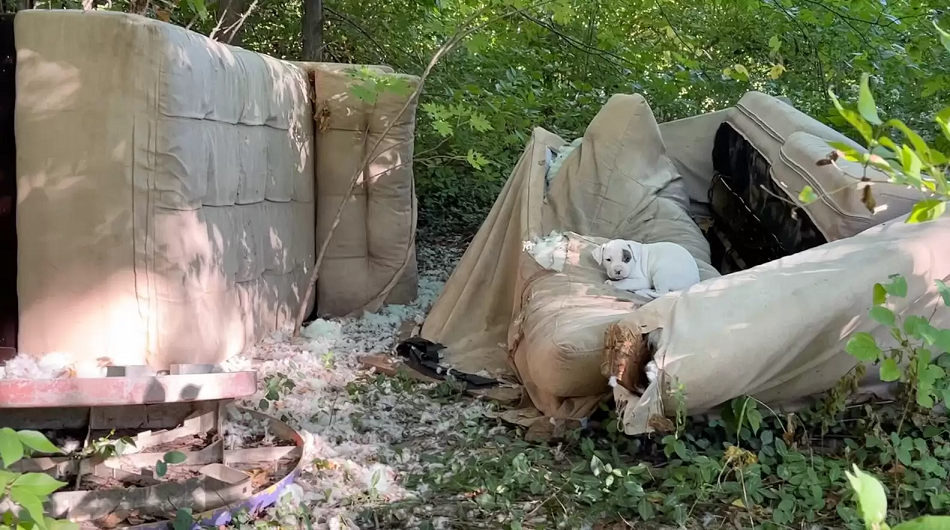 A mãe e os filhotes estavam em um terreno abandonado. Foto: Stray Rescue of St. Louis