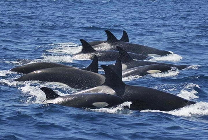 As orcas se espalham por diversas partes do mundo. Recentemente, o governo de Portugal proibiu barcos turísticos de se aproximarem desses animais. Reprodução: Flipar