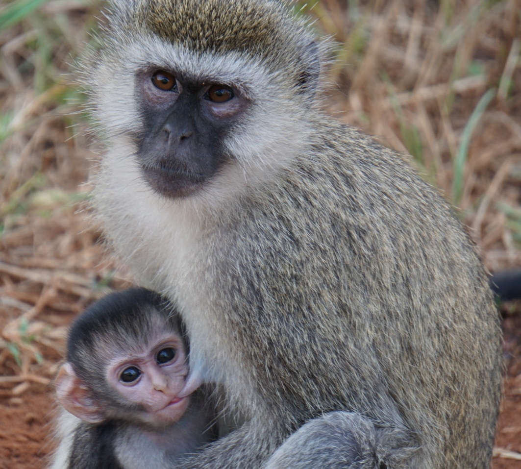 Macacos que vivem livres na ilha caribenha St. Kitts costumam roubar coquetéis de turistas desavisados e acabam ficando bêbados Reprodução: Flipar