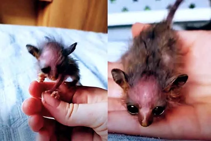 Vamos, então, conhecer um pouco mais sobre os galagos, suas habilidades impressionantes e seu comportamento peculiar. Reprodução: Flipar