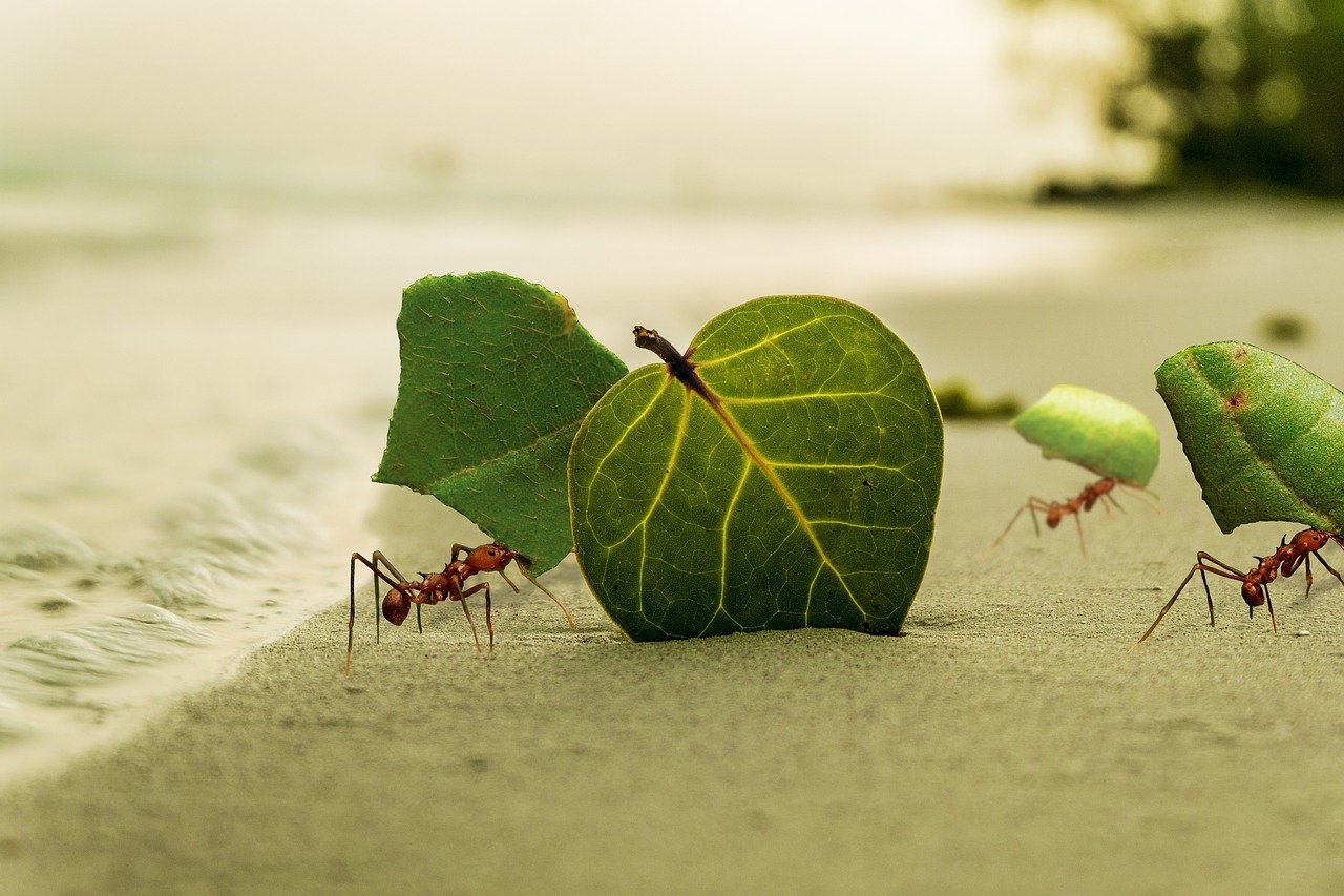 As formigas conseguem carregar até 50 vezes o seu próprio peso. Seu tamanho oscila de 1,6 mm a 5 cm.  Elas possuem duas antenas para tatear, cheirar e sentir o gosto Reprodução: Flipar