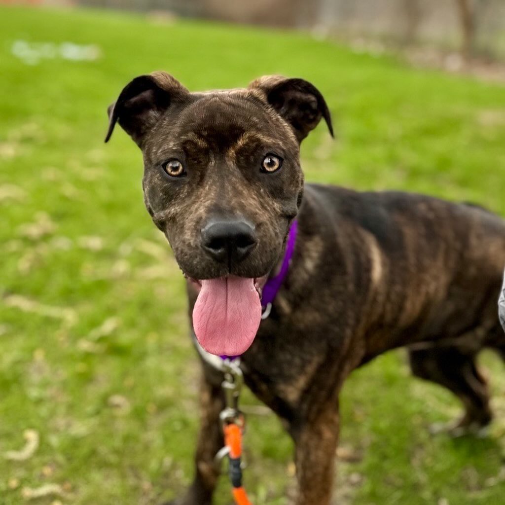 Exame revela cachorro com cinco patas Reprodução/Wisconsin Humane Society