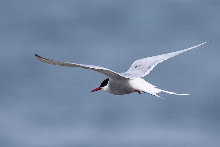 Os fuselos não são as únicas aves a conseguir percorrer voos tão distantes. A distância mais longa percorrida por um pássaro é de uma andorinha do ártico (Sterna paradisaea) durante sua jornada de ida e volta do Círculo Ártico até a Antártida (80 mil km). Reprodução: Flipar