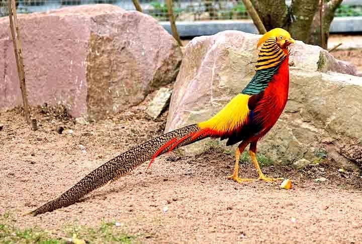 Faisão-Dourado- Originário do Leste da Ásia, é reconhecido como ave de caça mais popular no mundo. Famoso por sua plumagem e pela cauda longa. No acasalamento, o macho estende as penas da cauda em leque e emite sons para atrair fêmeas. Pode medir até 49 cm, e possui envergadura de até 75 cm. Reprodução: Flipar