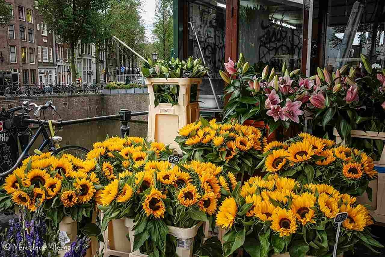 Bloemenmarkt - Descrição: Fundado em 1862, o Bloemenmarkt é o único mercado de flores flutuante do mundo, com uma vibrante seleção de flores, bulbos de tulipas e plantas - Localização: Singel Canal - Referências Históricas: As flores, especialmente as tulipas, têm uma longa e significativa história na cultura holandesa Reprodução: Flipar