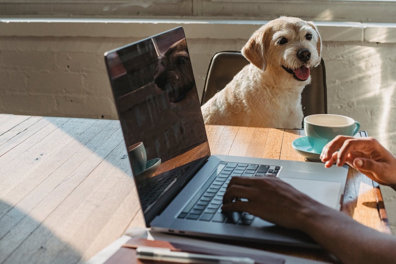A raça é um ótimo exemplo de como a aparência e a personalidade podem se unir para formar um cão altamente versátil. Embora seja famoso por sua aparência elegante, o Poodle é muito mais do que isso, destacando-se por sua inteligência e habilidades em diversas atividades. Reprodução: Flipar