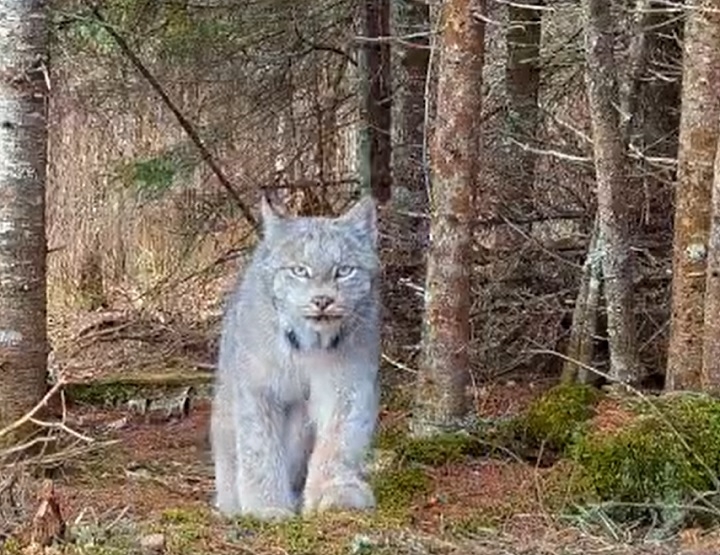 Felino raríssimo, um lince-do-canadá foi capturado em vídeo por câmeras do Voyageurs Wolf Project enquanto vagava por uma floresta que fica no norte de Minnesota, nos Estados Unidos. Reprodução: Flipar