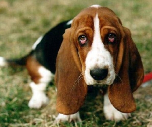 Basset Hound: Corpo robusto e patas curtas, precisa de controle alimentar para evitar obesidade. É um cão de pernas curtas e orelhas longas, com excelente olfato e instinto de caça. É dócil, amigável e tem um temperamento tranquilo, sendo ótimo com crianças e adaptável à vida em família. Reprodução: Flipar