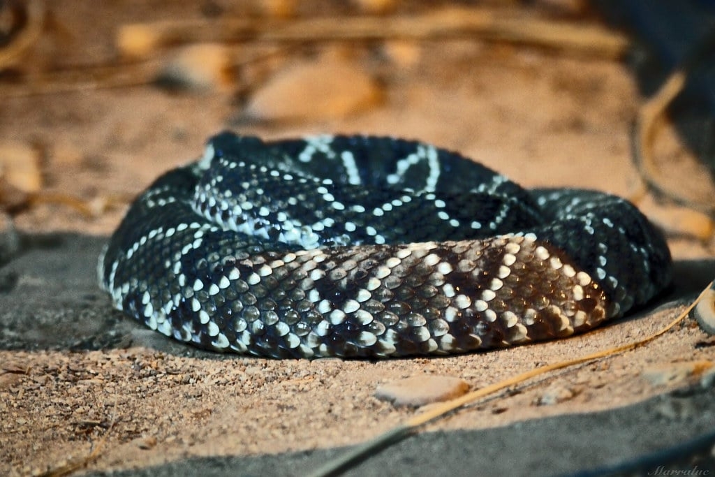 Possui um chocalho na cauda e o número de anéis no guizo revela a quantidade de trocas de pele da cobra. Seu veneno afeta o sistema circulatório. Reprodução: Flipar