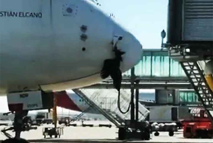 Apesar do impacto, os cinco passageiros a bordo saíram ilesos, em uma colisão que aconteceu quando o monomotor se preparava para pousar em Eirunepé. De forma inusitada, o animal aparecia preso à estrutura de vidro em vídeos do interior do avião.  Reprodução: Flipar