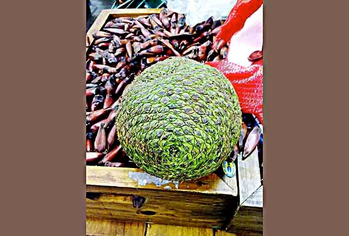 O pinhão é uma semente presente nas feiras e mesas do Brasil, que pode ser consumido  cozido e temperado com sal, ou de outras maneiras saborosas. 
 Reprodução: Flipar