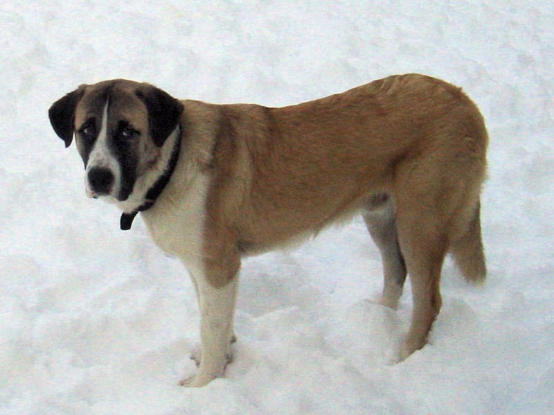 O Rafeiro do Alentejo é um cão tranquilo e afetuoso, mas também um grande protetor. Foto: Jerzy E Henisz/Wikimedia Commons