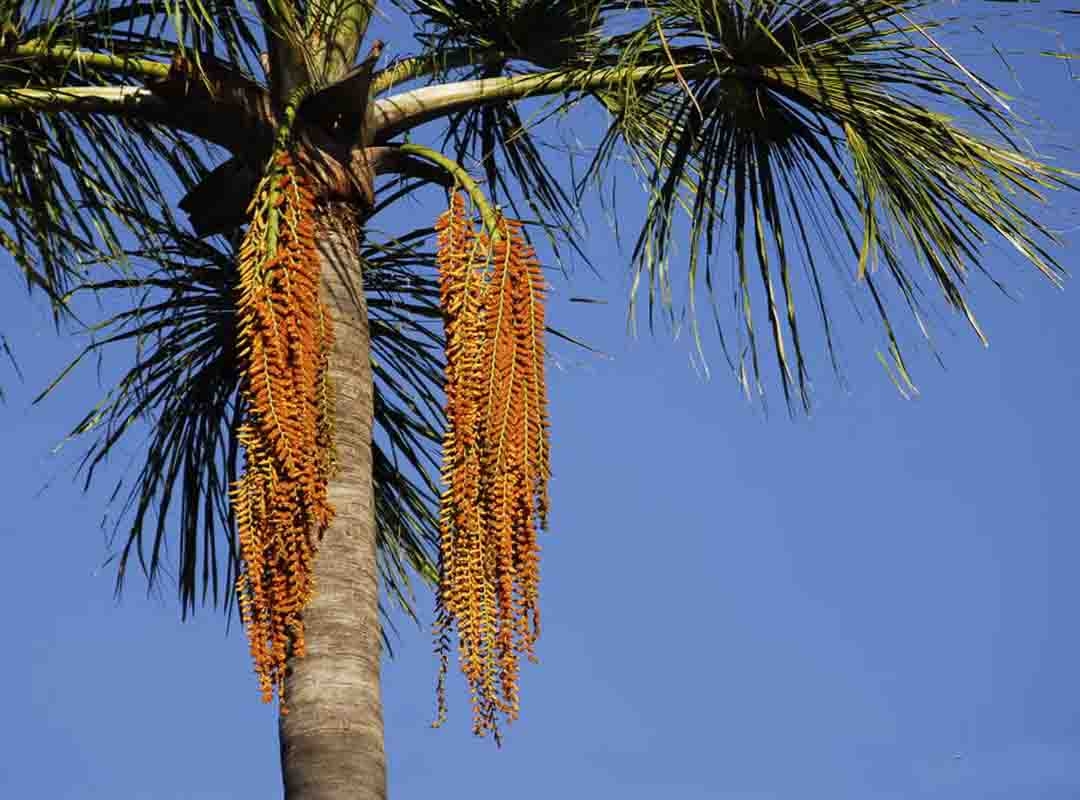 O Buriti , também conhecida por muriti ou carandá-guaçu , é uma palmeira nativa de Trinidad e Tobago , Venezuela e Brasil. Ela se espalha por várias partes do país. Reprodução: Flipar