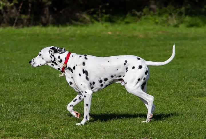 Dálmatas são cachorros adaptáveis, adoram se exercitar e têm 13 anos de expectativa de vida. Medem 61 centímetros e pesam 32 kg em média e não são conhecidos por latir muito. Reprodução: Flipar