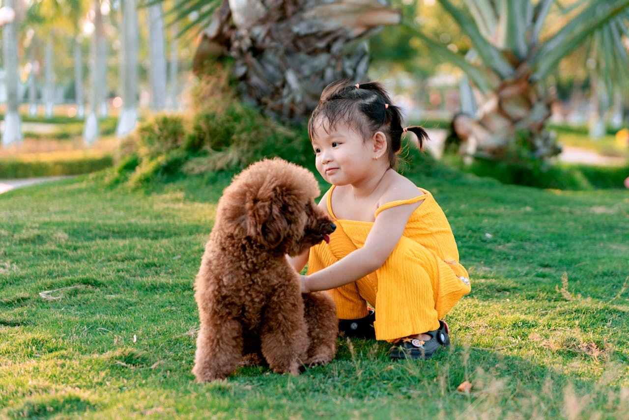 Em termos de personalidade, o Poodle é afetuoso e leal à sua família, mas pode ser um pouco reservado com estranhos. Eles são muito ligados ao seu dono e se adaptam bem a diferentes ambientes. A raça também se dá bem com outros animais e crianças, o que a torna uma ótima opção para famílias. Reprodução: Flipar