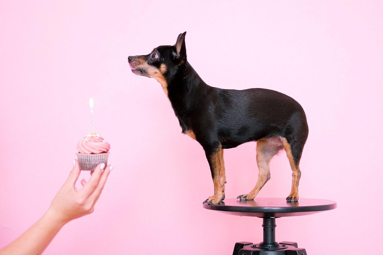 Os primeiros Chihuahuas foram trazidos para os Estados Unidos no final do século XIX, e logo a raça se tornou popular devido ao seu tamanho compacto e personalidade cativante. Reprodução: Flipar