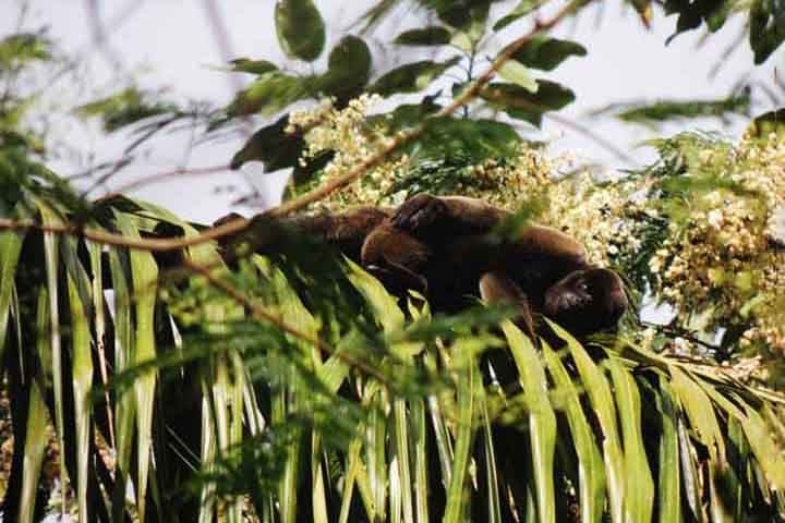 Macaco-barrigudo (Lagothrix lagotricha): Embora muitos macacos não construam ninhos, o macaco-barrigudo, comum na Amazônia, faz plataformas de folhas nas árvores para descansar e dormir, especialmente quando se sentem ameaçados ou querem manter seus filhotes seguros. Reprodução: Flipar