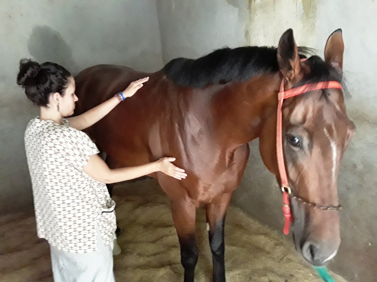 Sabina Scardua aplicando o reiki em cavalo Arquivo Pessoal/Sabina Scardua