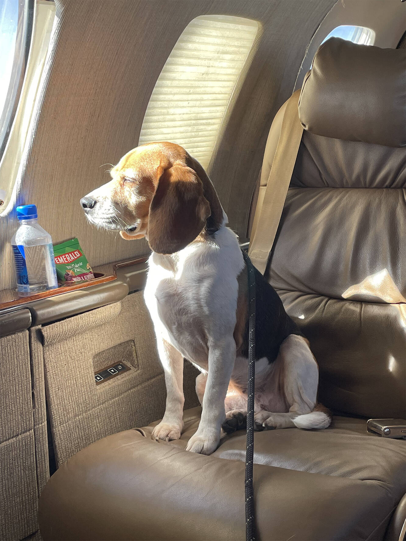 Beagles são especialmente selecionados para rastrear sinais de Covid-19. Foto: BioSent Inc.