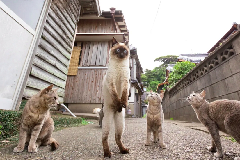 E que tal essa com os gatos em círculo admirando a pose do colega? O nome escolhido para ela foi “tiro livre de futebol”, em referência ao futebol americano.