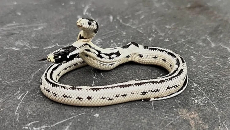O nascimento de uma cobra com duas cabeças causou surpresa no East Bay Vivarium, em Berkeley, na Califórnia, EUA. O fato ocorreu  em outubro de 2024.  Reprodução: Flipar