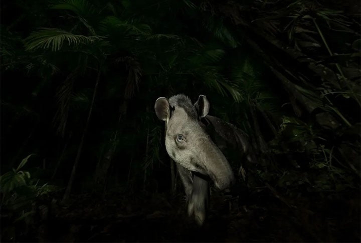 Categoria “Retratos de animais” - Tem Brasil no prêmio! O fotógrafo Vishnu Gopal capturou uma anta saindo cautelosamente do meio do mato de uma floresta em Tapiraí, interior de São Paulo.