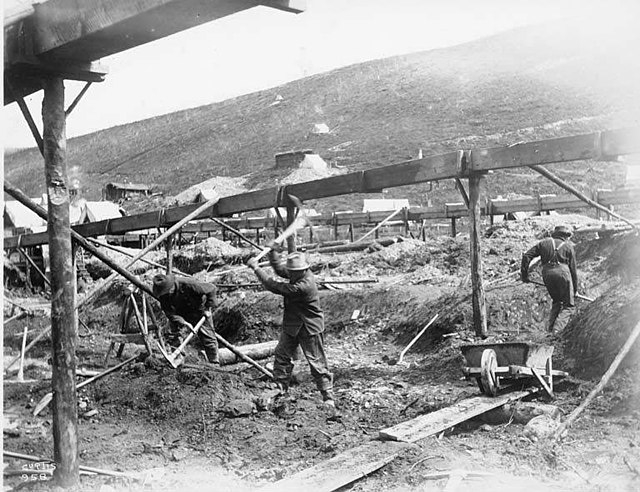 Contrapondo-se aos métodos tradicionais de perfuração para encontrar de ouro, a descoberta nas árvores pode ressignificar a exploração mineral.  Reprodução: Flipar