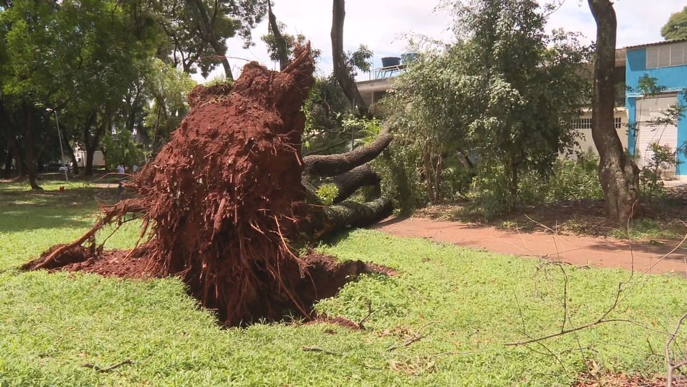 Uma árvore de 15 metros tombou na 414 Sul, em Brasília. A raiz gigantesca se desprendeu surpreendendo quem passava pelo local. Toldos e telhados de lojas foram atingidos, causando prejuízo no comércio. Por milagre, ninguém se feriu. 
