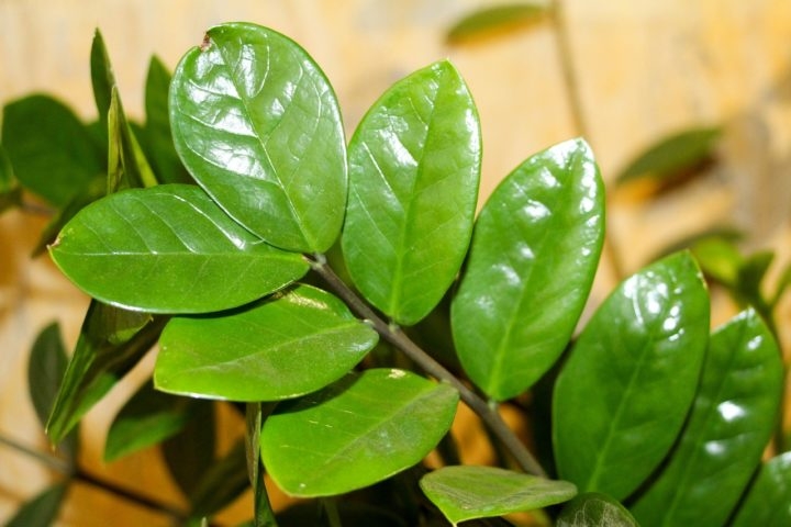 A Zamioculca (Zamioculcas zamiifolia) tem folhas espessas, brilhantes e de um verde profundo, sendo uma planta resistente e de fácil manutenção. Originária da África Oriental, ela é comumente cultivada em ambientes internos, onde se adapta bem à falta de luz intensa e à baixa necessidade de água.
 Reprodução: Flipar
