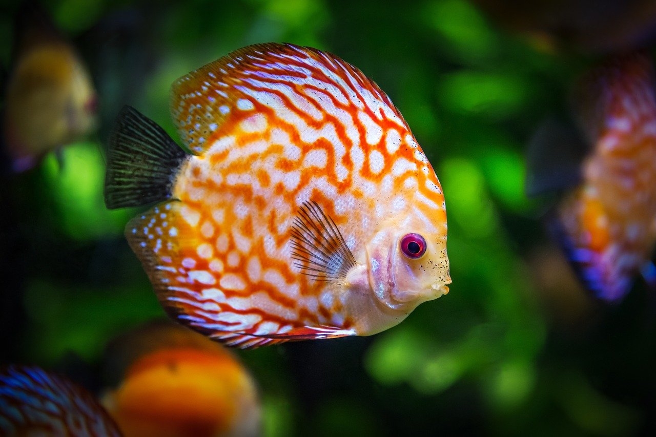 Peixe- Este é um símbolo mundial de boa sorte, representando abundância e prosperidade. Encontrado em lojas de decoração e artigos religiosos, é especialmente valorizado na cultura chinesa, associado à riqueza e ao sucesso. Na tradição judaica, o peixe é consumido durante celebrações como símbolo de sorte e bênção. Reprodução: Flipar