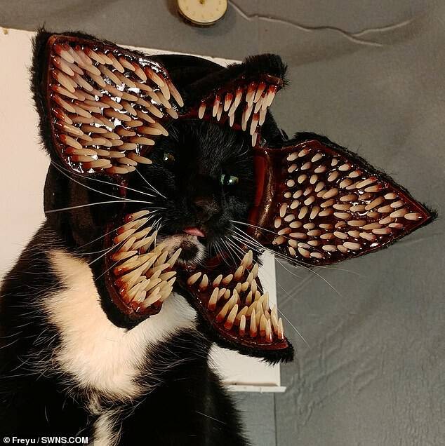 Assustador! Esse gatinho está vestido como uma das criaturas mais aterrorizantes das séries: Demogorgon, de Stranger Things. Foto: Freyu