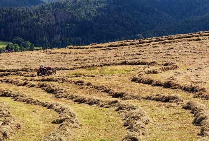 A palha é um subproduto agrícola originado do cultivo de cereais como trigo, milho, arroz e centeio. Após a colheita dos grãos, os caules e folhas restantes, chamados de palha, são reaproveitados. Reprodução: Flipar