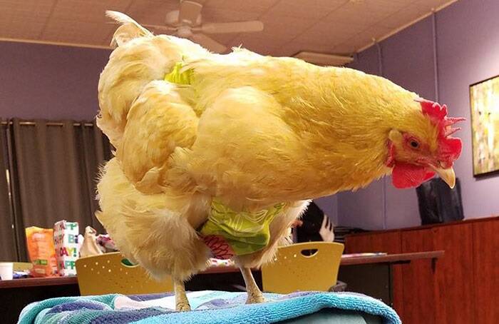 Roupas fisiológicas ou fraldas para galinhas, acessório evita que as pets façam as necessidades pela casa. Foto: Reprodução/Pampered Poultry