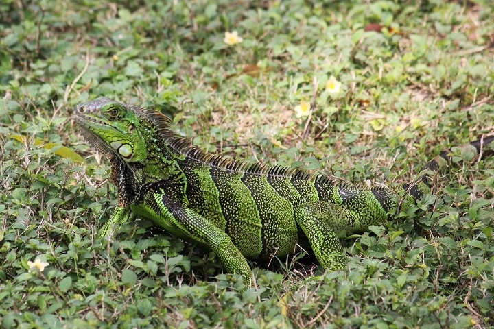 Essa descoberta contradiz teorias anteriores que sugeriam que essas iguanas chegaram por meio de uma rota terrestre, passando pela América do Sul e Antártida. Reprodução: Flipar