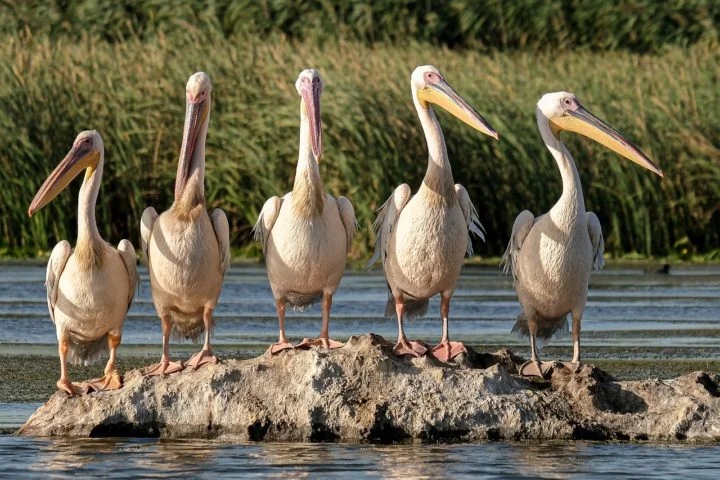 Essa ave é a única espécie do gênero Balaeniceps e da família Balaenicipitidae. De acordo com a LiveScience, seus parentes mais próximos são os pelicanos.  Reprodução: Flipar