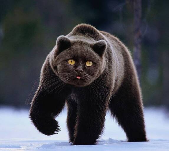 O instagram busca juntar corpos de animais com rosto de gatos de maneira hilária. Foto: Reprodução/ Instagram