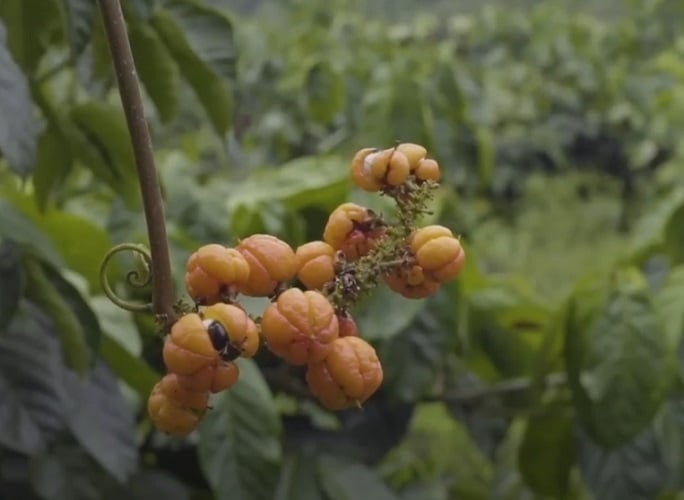 A origem do guaraná remonta à tradição indígena. Afinal, o fruto é consumido pelos povos nativos da Amazônia há séculos, sendo utilizado principalmente pelas tribos Sateré-Mawé. Reprodução: Flipar