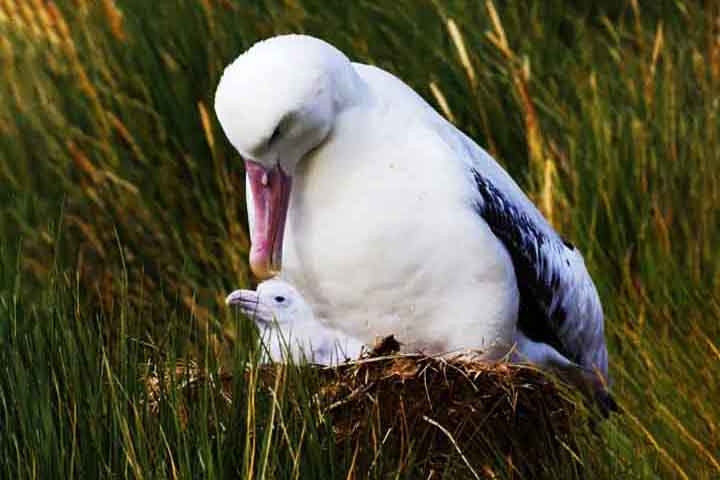 Tordas e albatrozes: Essas aves marinhas preferem fazer ninhos em penhascos escarpados e à beira de penhascos à beira-mar, onde os filhotes estão relativamente protegidos dos predadores, mesmo que em áreas de difícil acesso. Reprodução: Flipar
